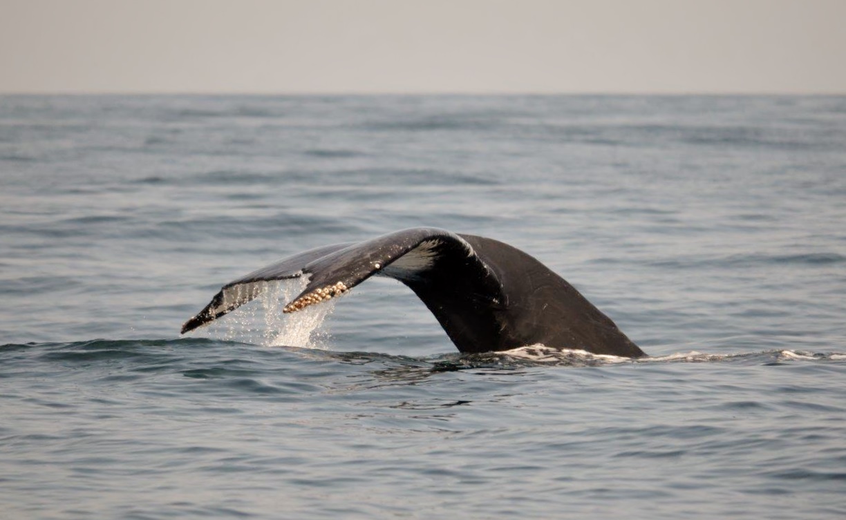 Humpback Whales Nantucket, MA